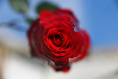 センターフォーカスで赤い薔薇