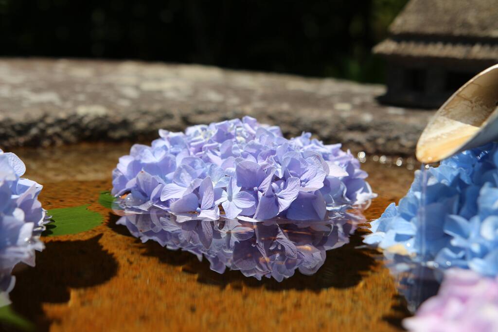 紫陽花