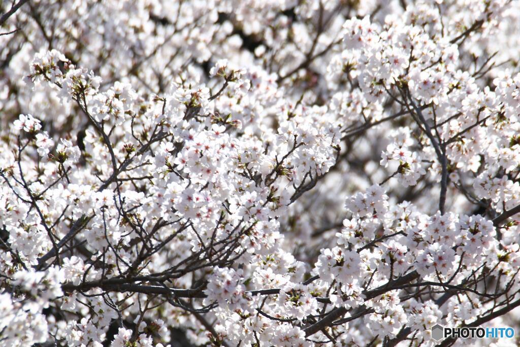 朝日ににをう山桜花