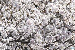 朝日ににをう山桜花