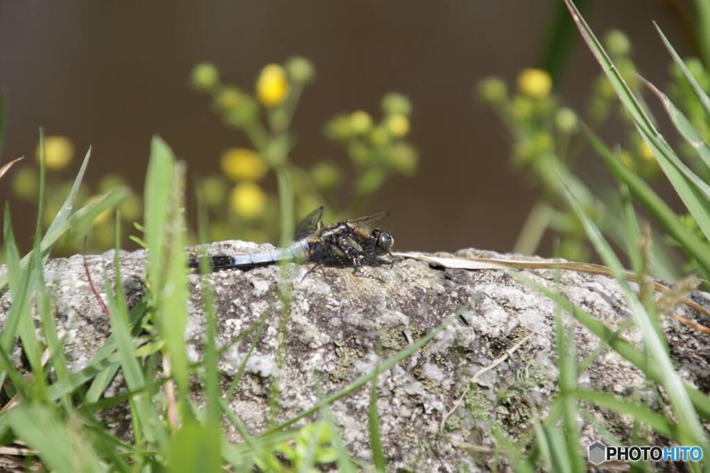 トンボ 休憩中