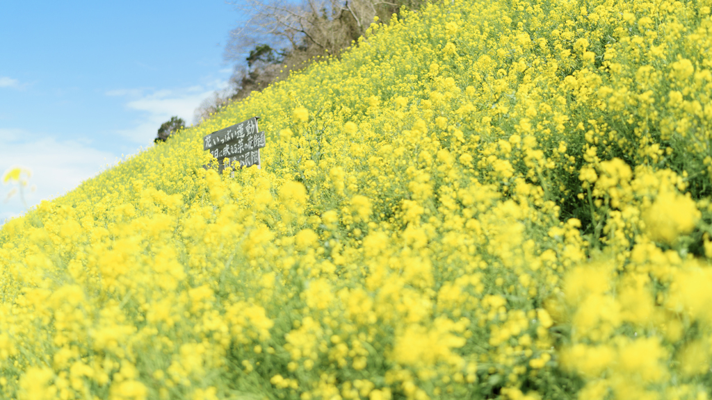 待ち遠しい春