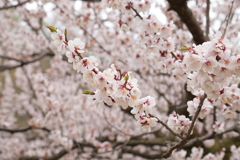 白梅　平岡公園
