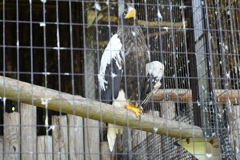 円山動物園　オオワシ