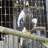 円山動物園　オオワシ