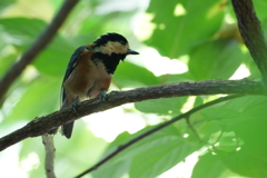 ヤマガラ　横を向く