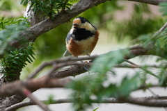 ヤマガラ　さえずり