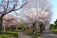 円山公園　桜