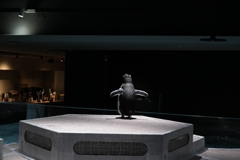 キタイワトビペンギン