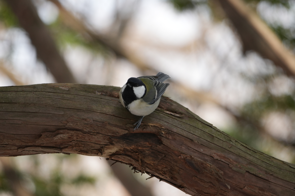 シジュウカラ君4