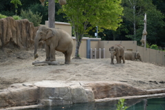 円山動物園　象の親子