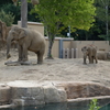 円山動物園　象の親子