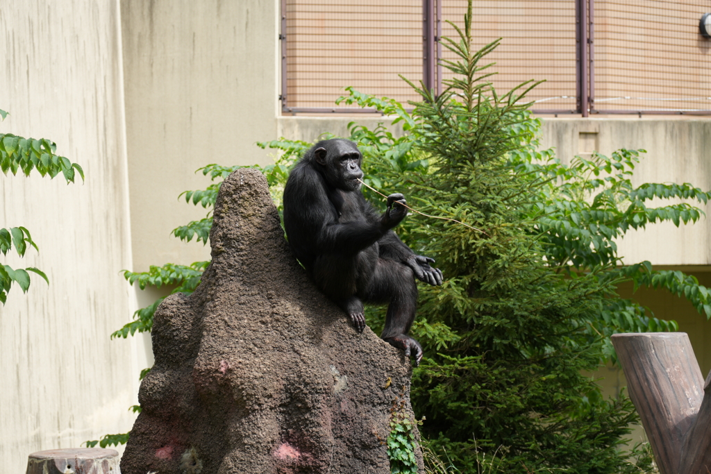 円山動物園　チンパンジー