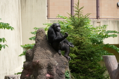 円山動物園　チンパンジー