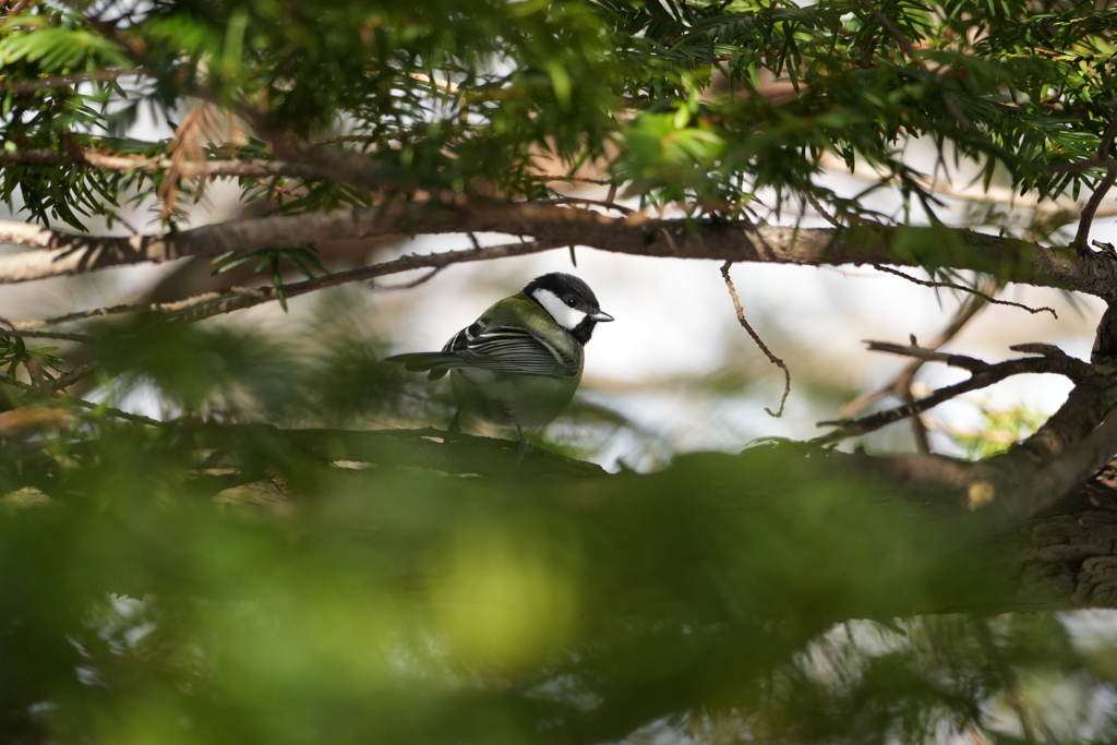 シジュウカラ君１