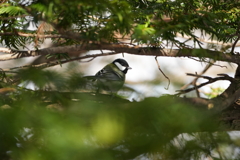 シジュウカラ君１