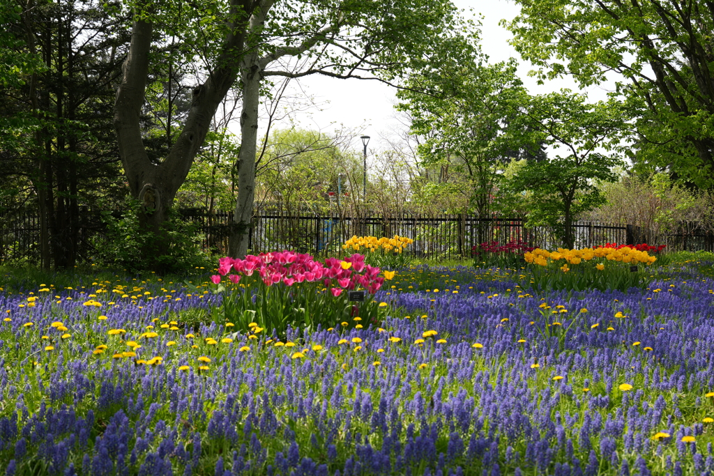 札幌　百合が原公園
