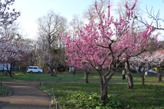 北海道神宮　梅　桜