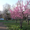 北海道神宮　梅　桜