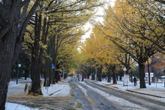 北海道大学　紅葉　ポプラ並木　その２