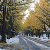 北海道大学　紅葉　ポプラ並木　その２