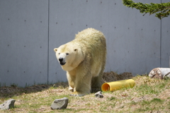 ホッキョクグマ