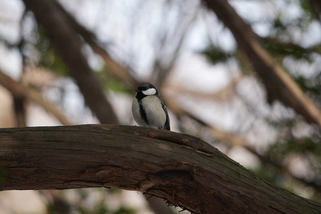 シジュウカラ君３