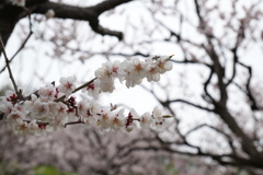白梅　平岡公園