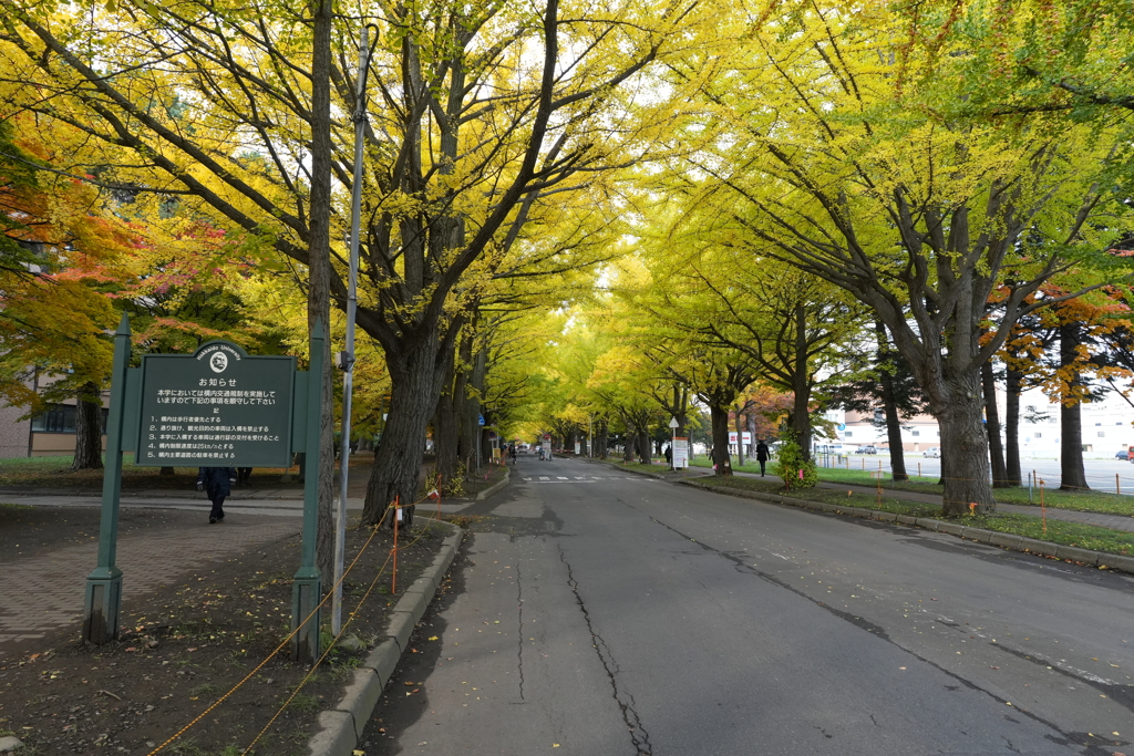 北海道大学　イチョウ並木