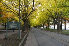 北海道大学　イチョウ並木