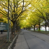 北海道大学　イチョウ並木