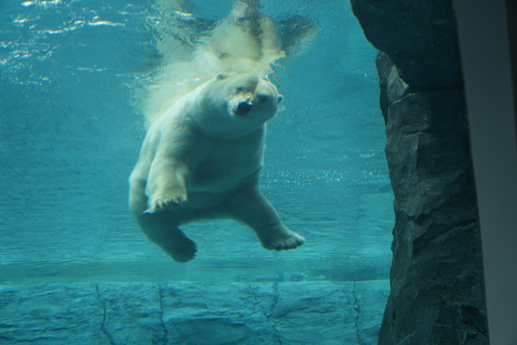 円山動物園　シロクマ