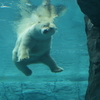円山動物園　シロクマ