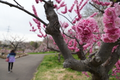 紅梅　平岡公園