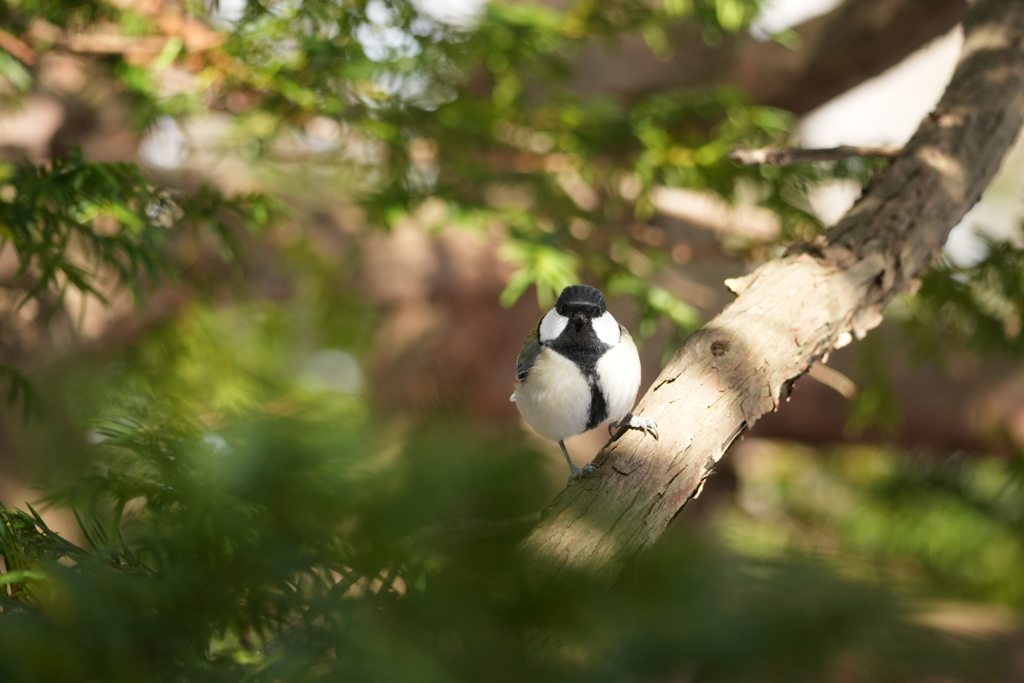 シジュウカラ君２