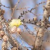 マヒワくん