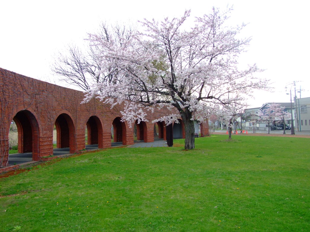 桜