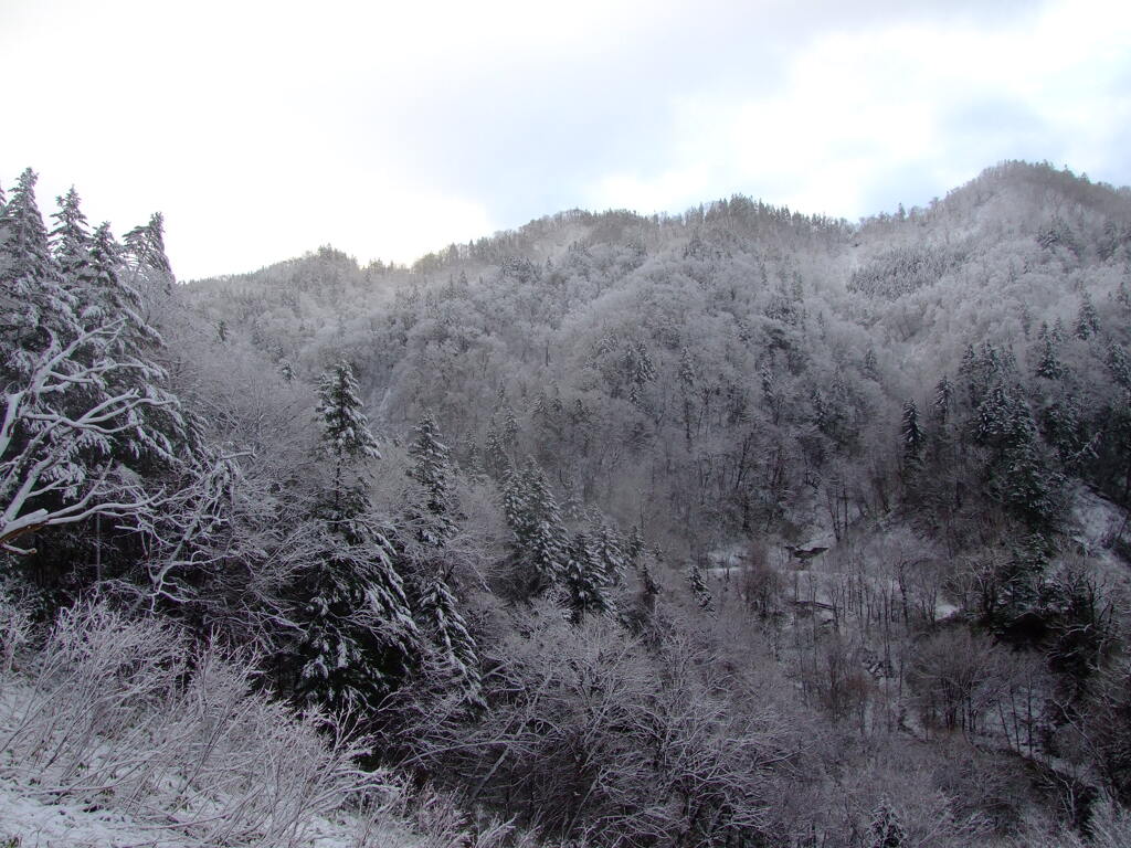 初雪