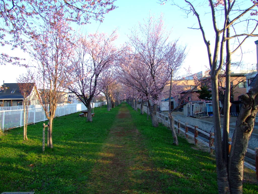 桜