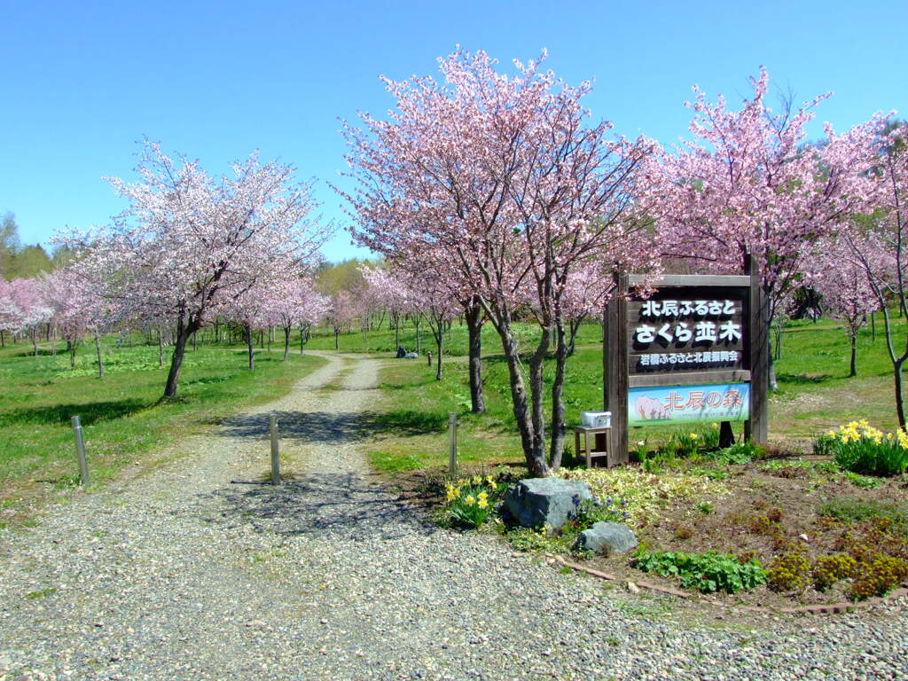 桜