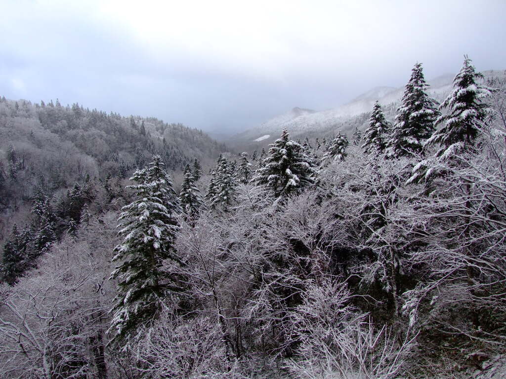 初雪