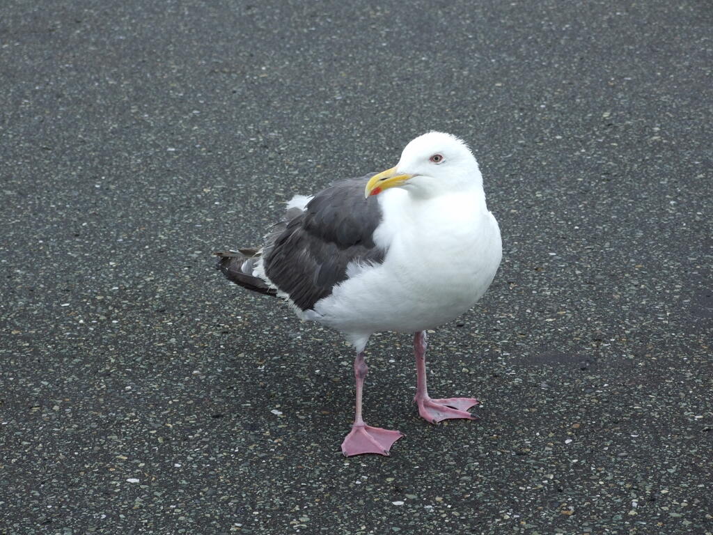 かもめ
