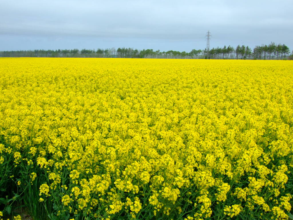 菜の花