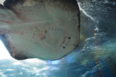江ノ島水族館