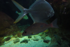 江ノ島水族館