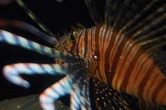 江ノ島水族館