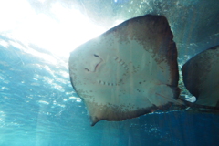 江ノ島水族館