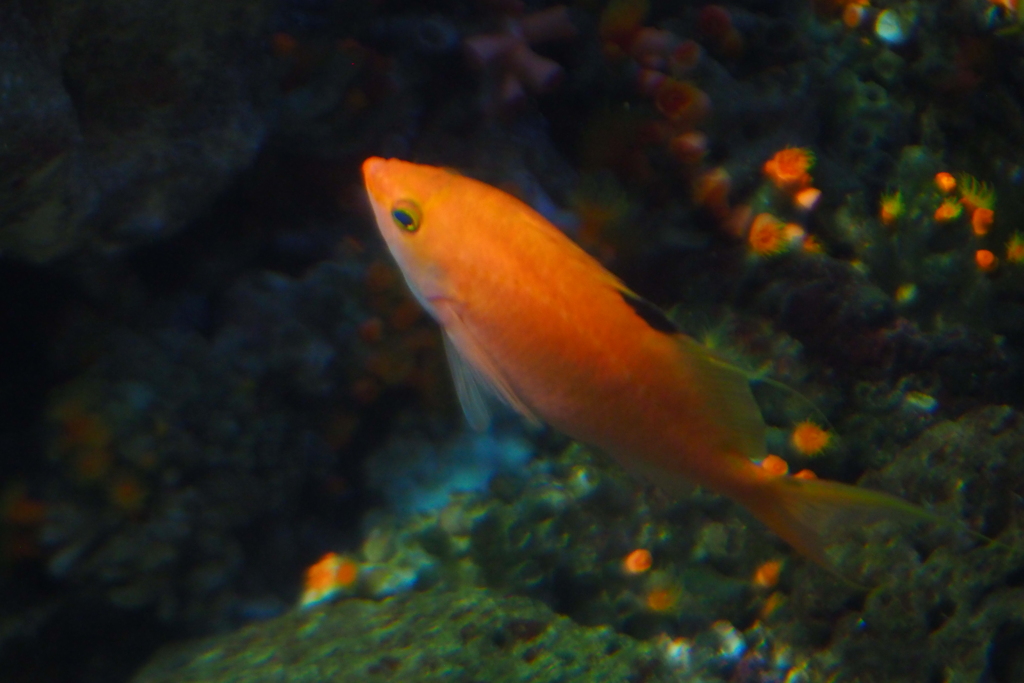 江ノ島水族館
