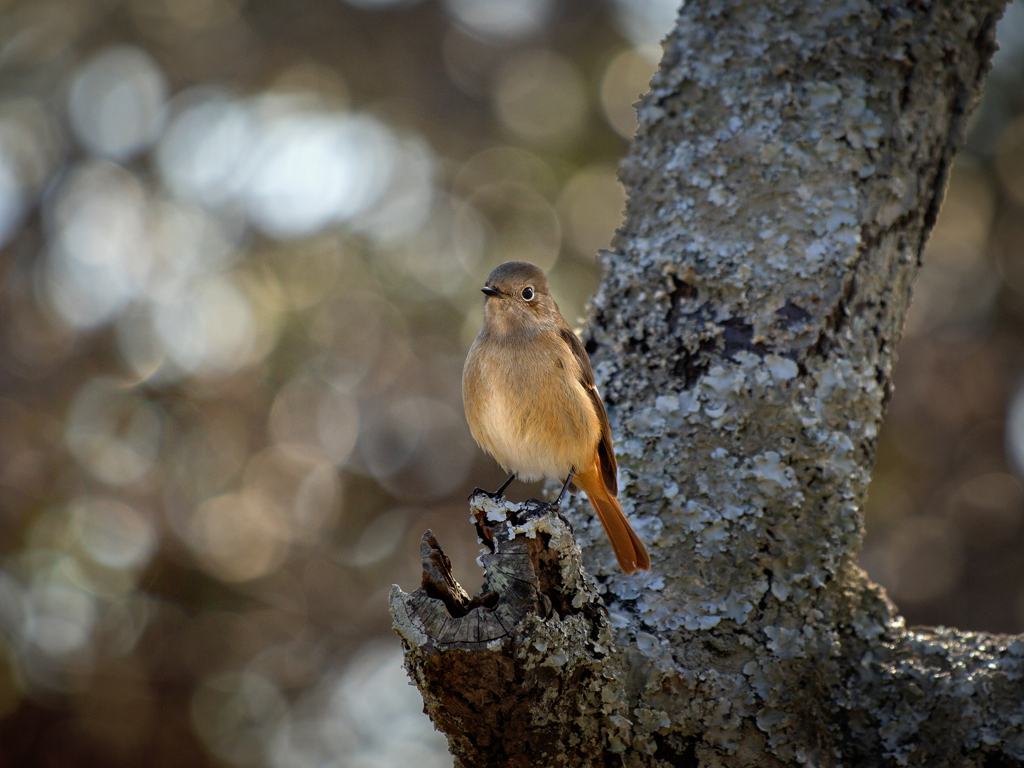 260131_ジョウビタキ