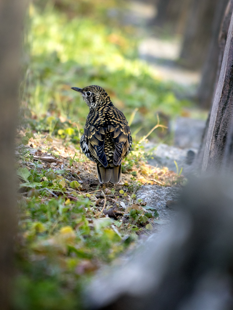 260131_トラツグミ